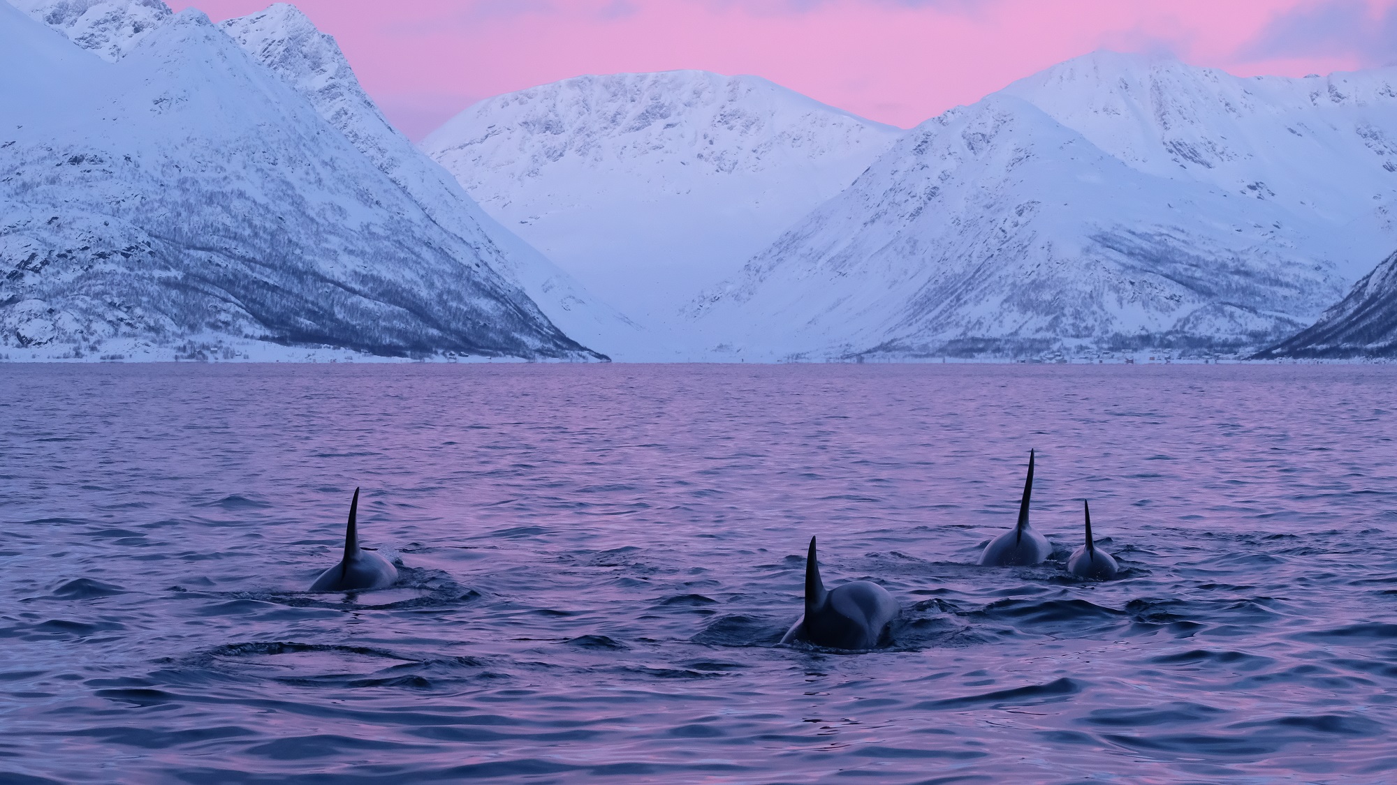 Dolphins at sunset in Northern Norway