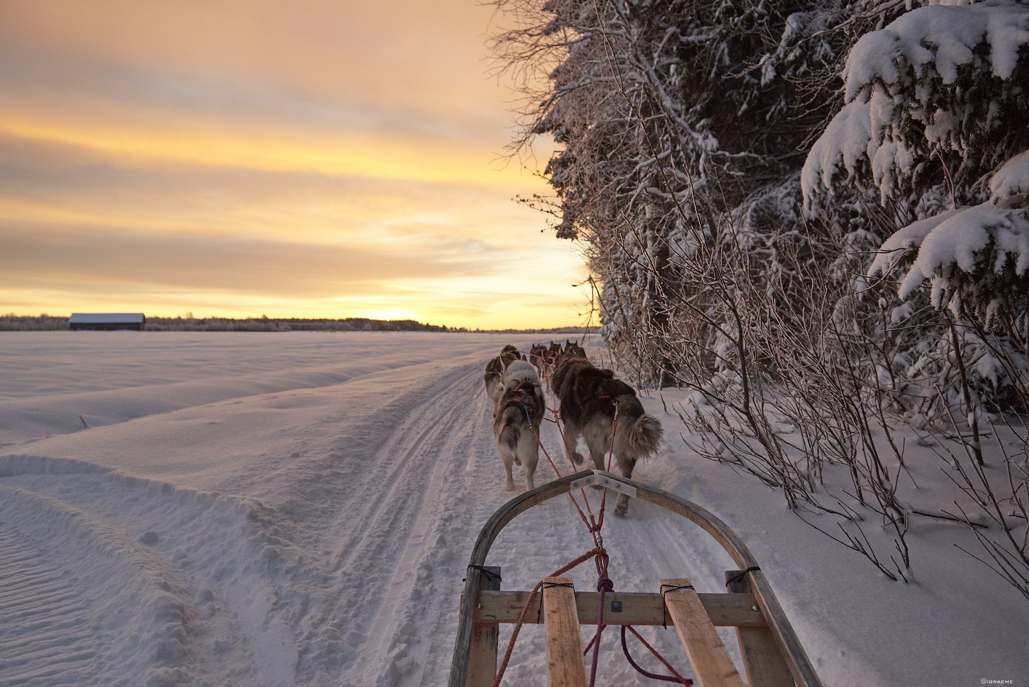Huskies pulling a sled across snowy Swedish Lapland