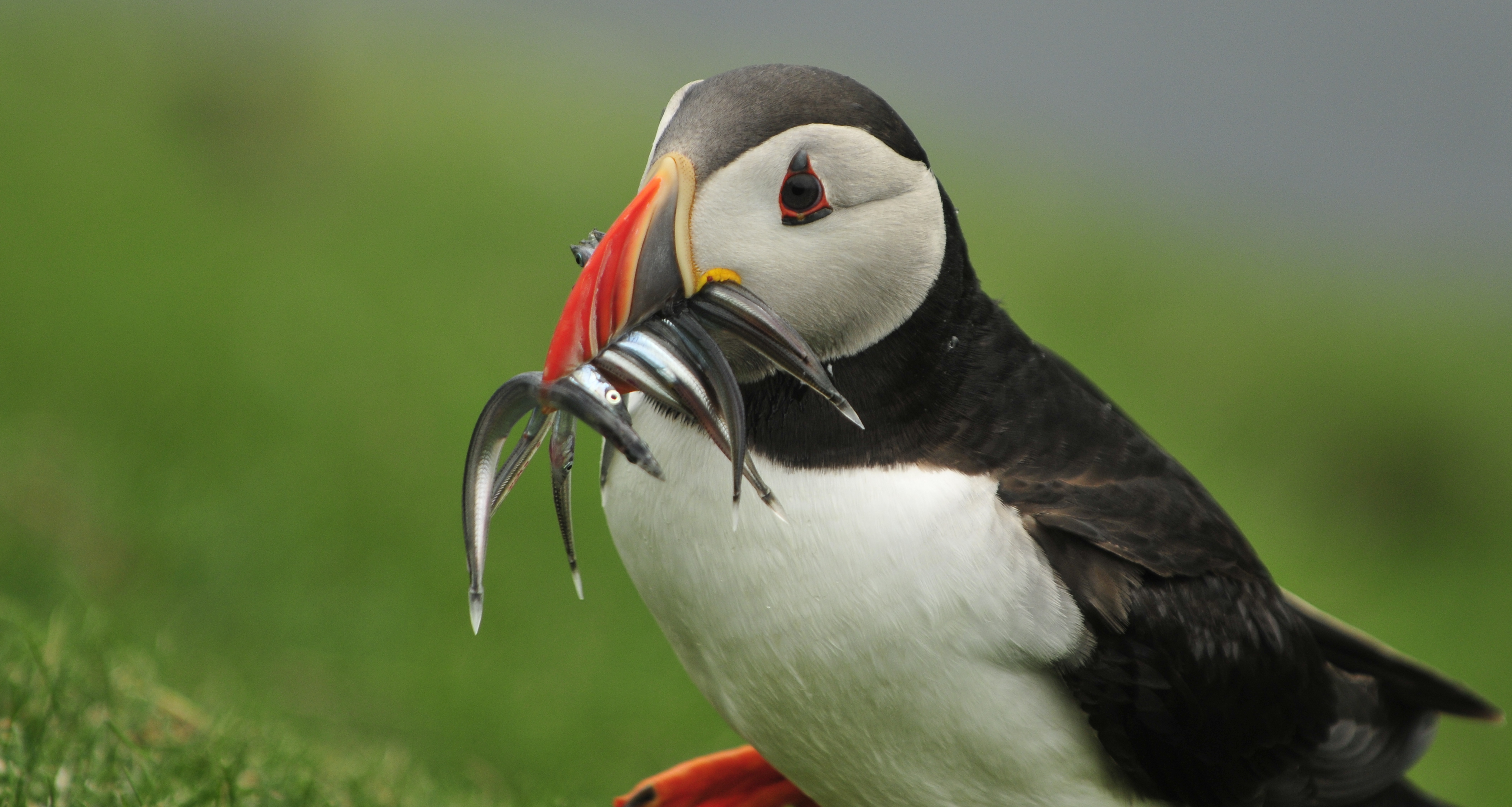 Puffin on the island of Mykines, Faroe Islands