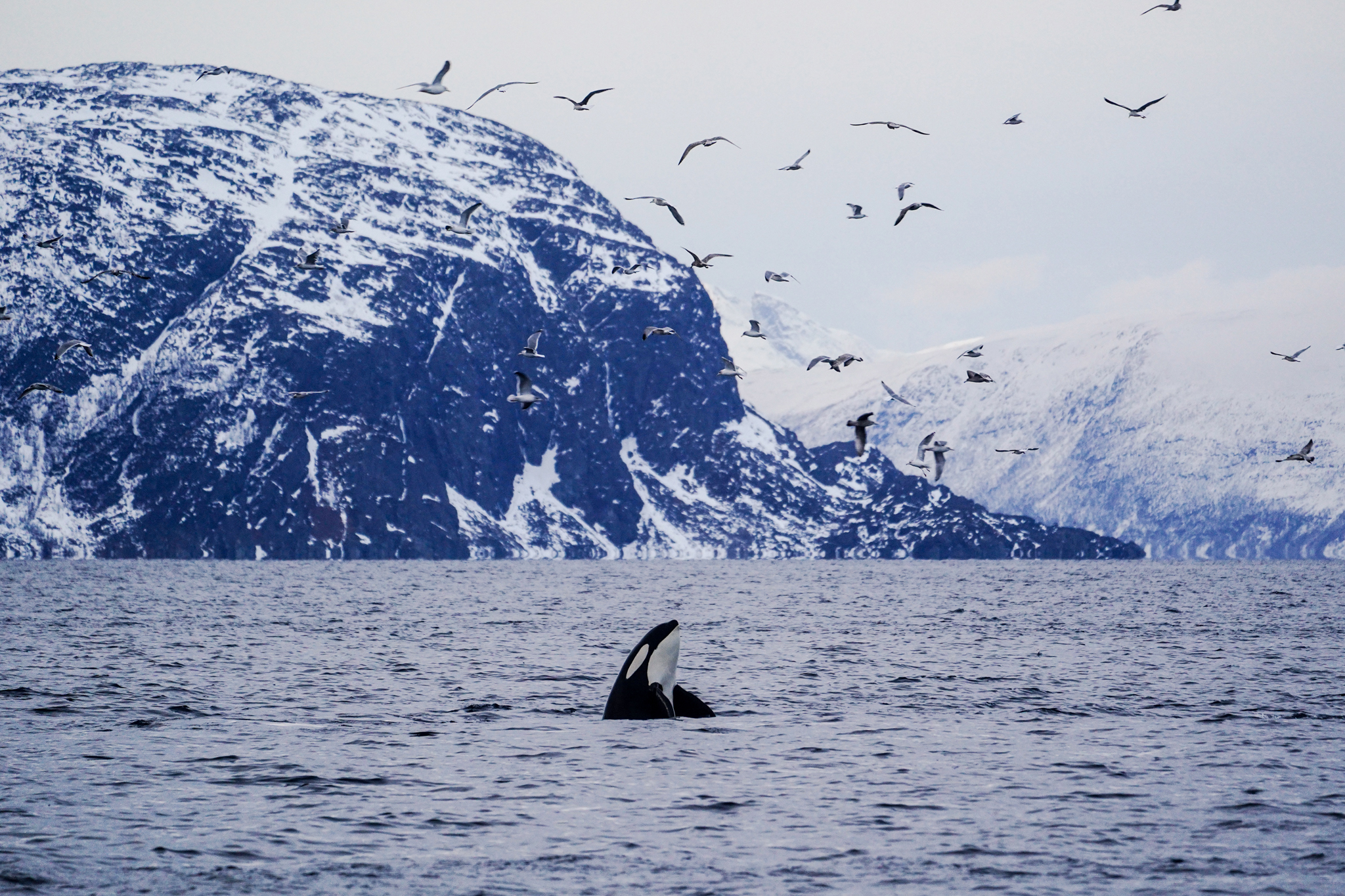 Whale watching on the Brim Explorer, Norway